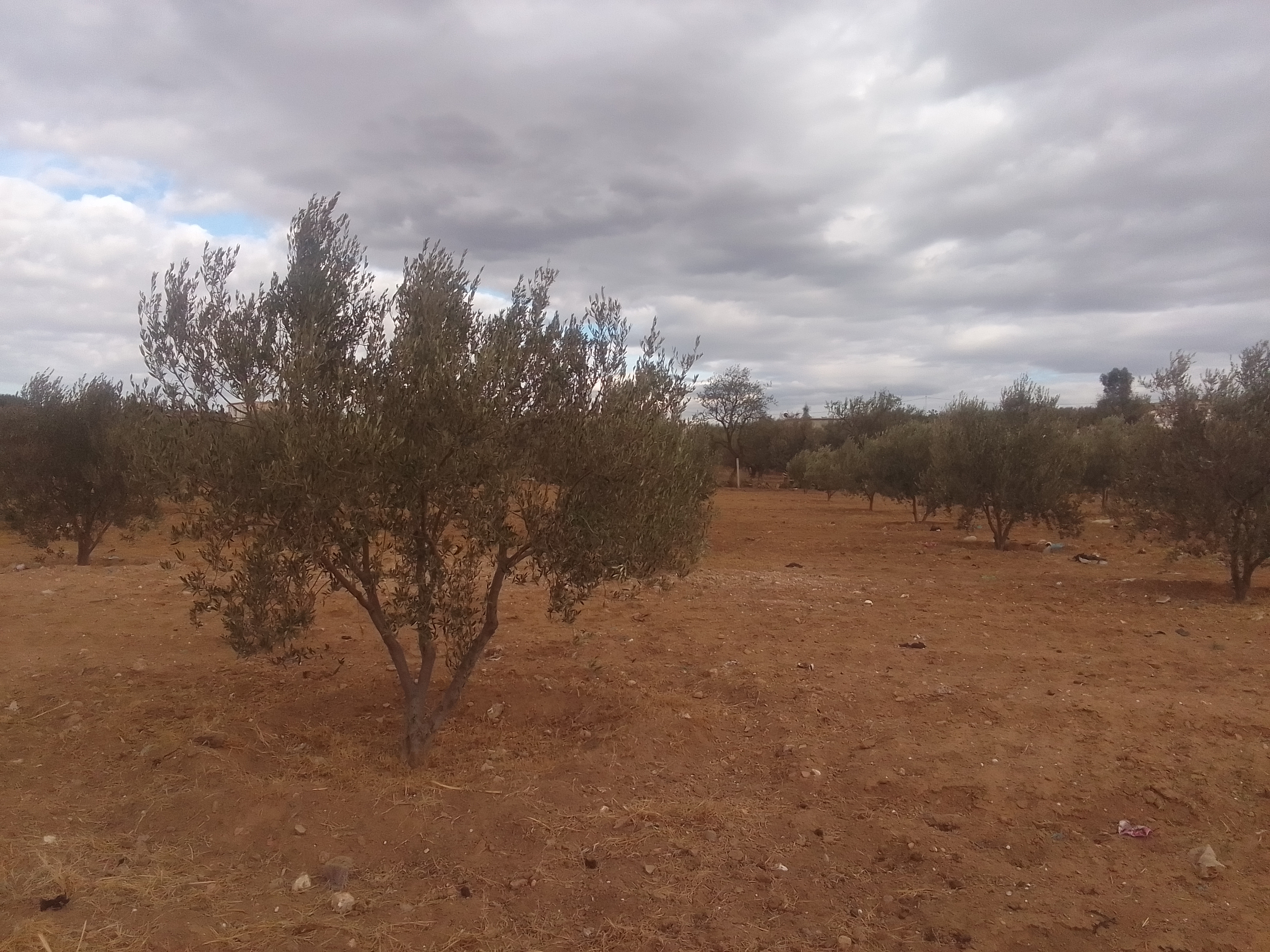 Zaghouan Zaghouan Terrain Terrain agricole Ferme olive pres de centre ville