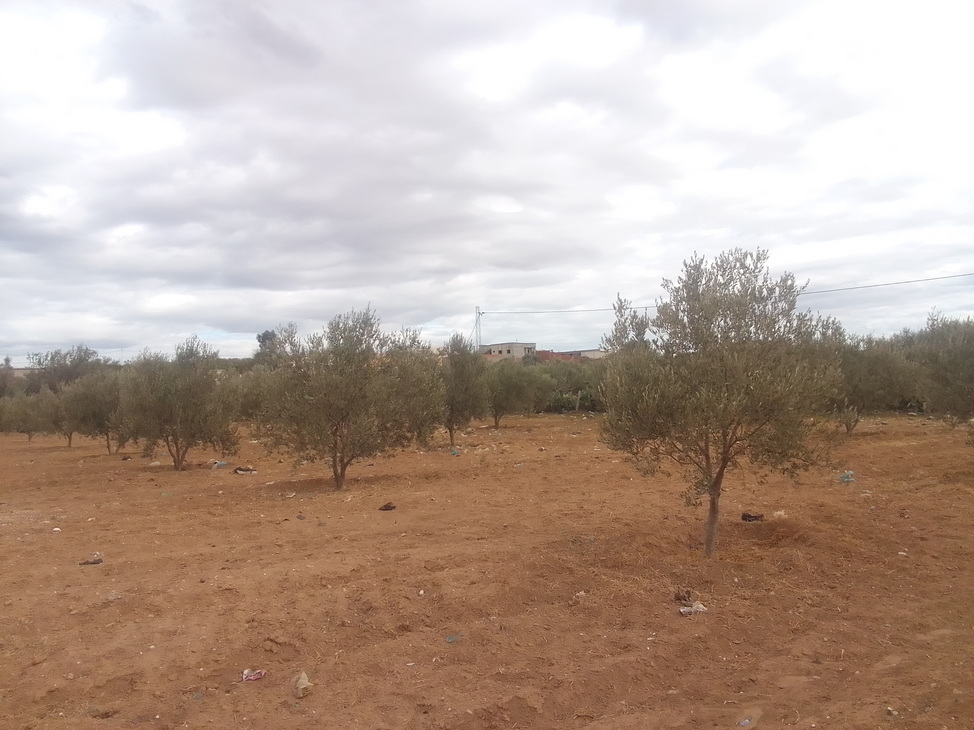 Zaghouan Zaghouan Terrain Terrain agricole Ferme olive pres de centre ville