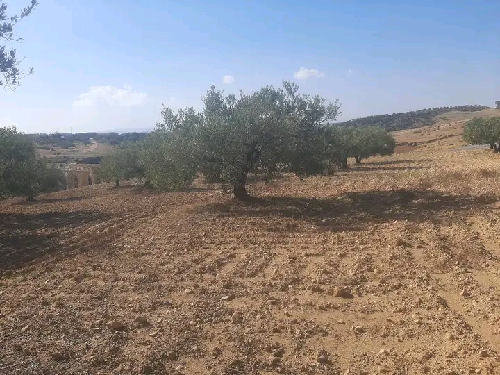Zaghouan Zaghouan Terrain Terrain agricole 6 hectare olive