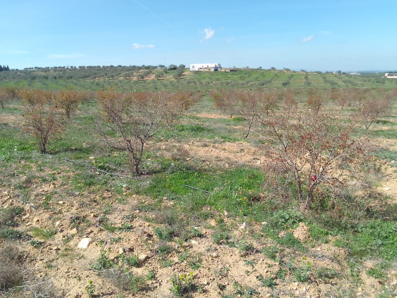 Zaghouan Zaghouan Terrain Terrain agricole Ferme de 16 h olive