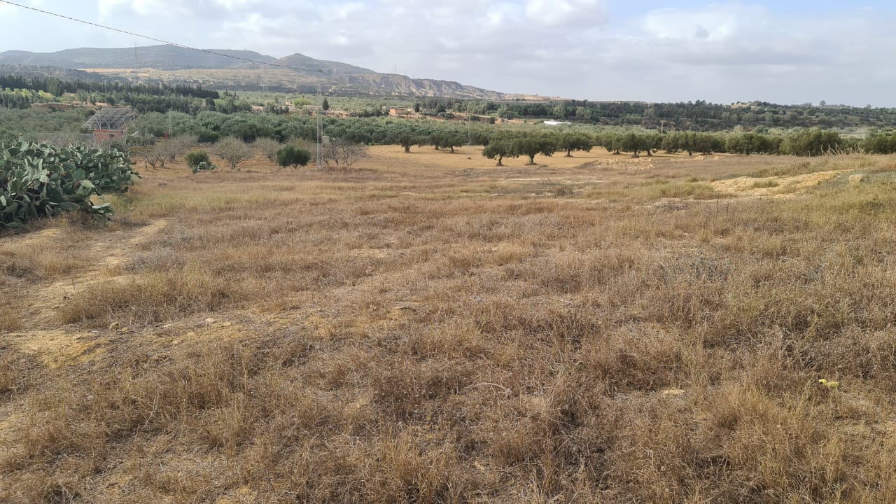 Nabeul Henchir El Haouaria Terrain Terrain agricole 693eme campagne   el haouaria de nabeul