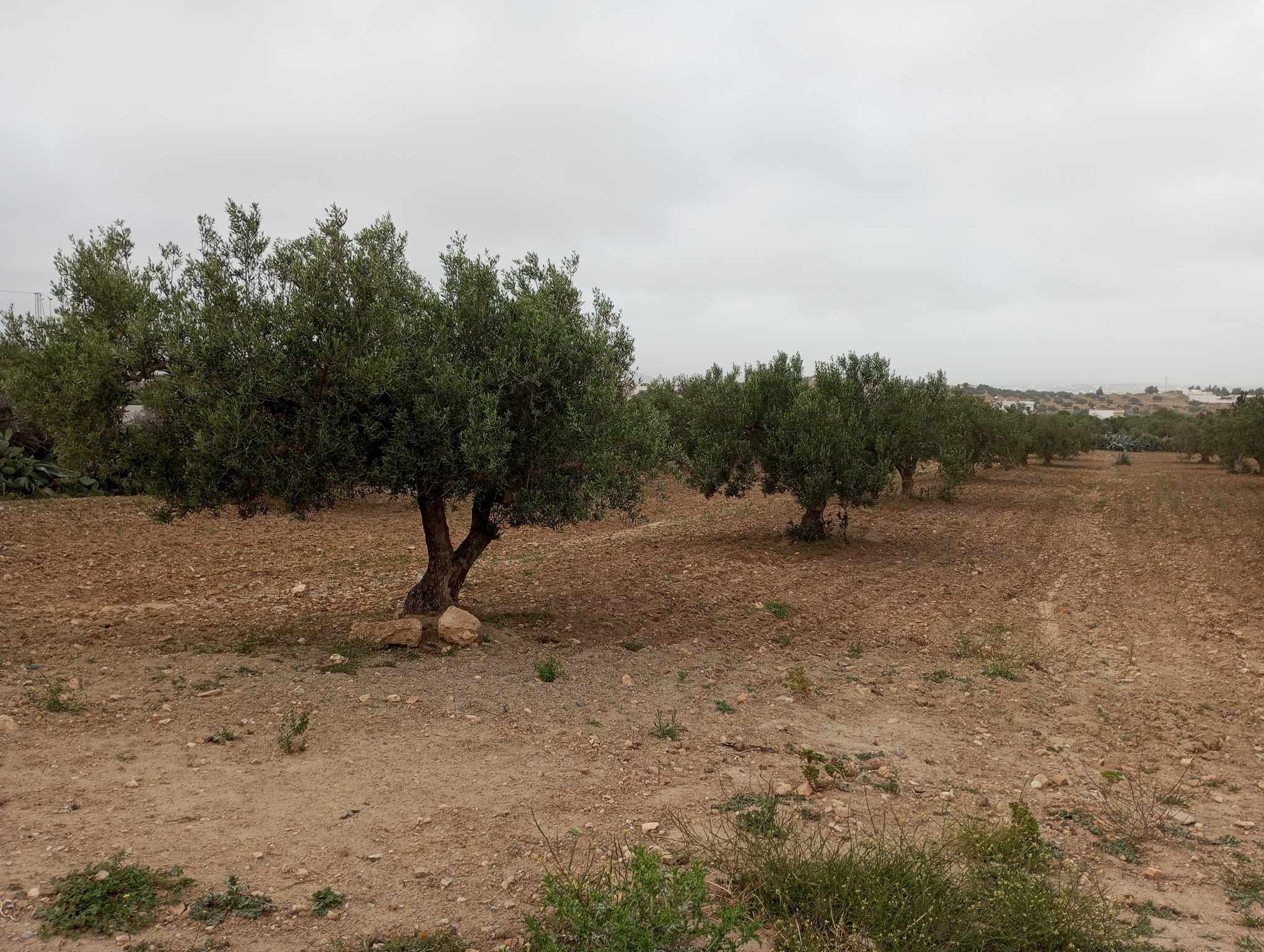Hammamet Hammamet Terrain Terrain agricole Av 4000m avec des oliviers  hammamet sud